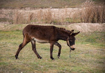 donkey in a field