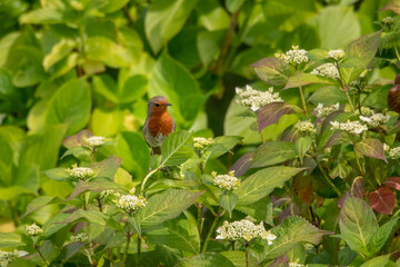 Robin in a Hydrangea Bush in Summer, County Wicklow