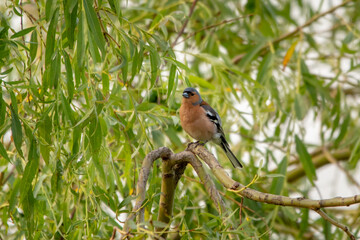 Male Chaffinch in Eucalyptus Tree, County Wicklow