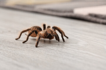 Scary tarantula spider on floor in room, closeup