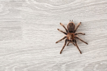 Scary tarantula spider on floor in room