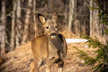 Deer in natural enviroment in springtime