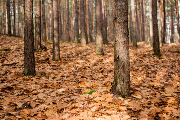 Autumn in the forest after rain. 