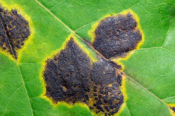 Plant pathogen Rhytisma acerinum (Rhytismataceae family). Tar spot fungus parasite - maple leaf...