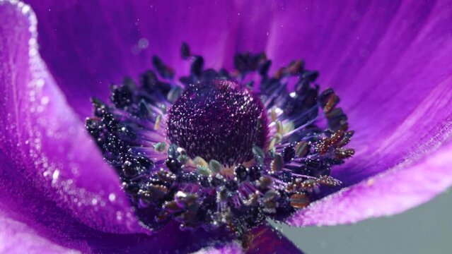 A beautiful purple flower. Stock footage. A flower under water on which water is sprayed and it opens and its pistil is visible.