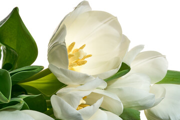 Fototapeta na wymiar Fresh white tulips on the white background close-up shot