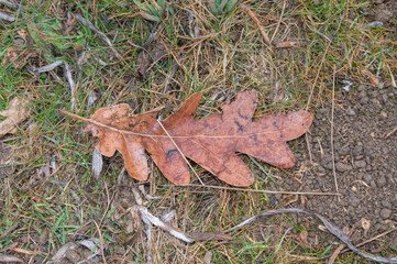 dry fallen oak leaf on dirt floor