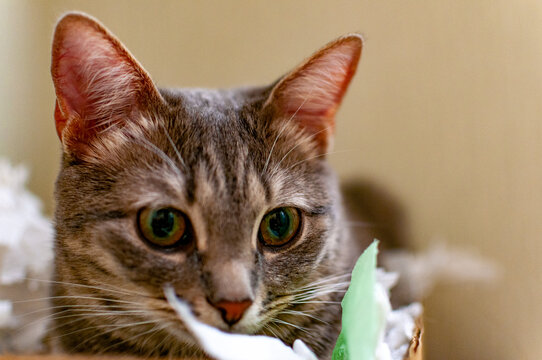 The gray cat likes to pose for the camera like a real photo model! Shot with a Nikon D300S!