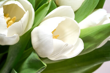 Fototapeta na wymiar White tulips with green leafs isolated on the background