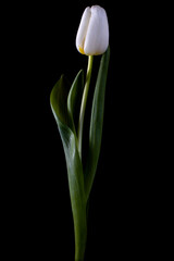 Tulip flower isolated on black