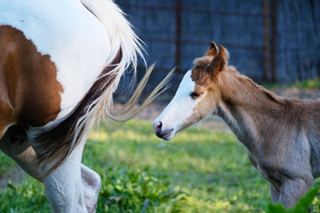 Bald face foal horse following mama mare during spring on farm with paint horses.