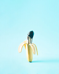 Banana dipped in chocolate topping on a blue background. Minimal fruit concept.