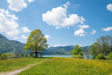 lookout point under the tree with view to lake Tegernsee, buttercup meadow at Leeberg peninsula