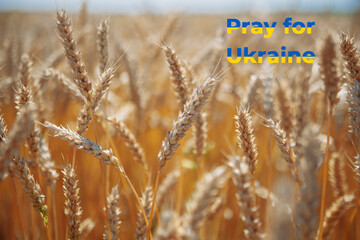 Pray for Ukraine. Yellow ripe wheat. Crisis in international relations, Russian military invasion of Ukraine. Empty copy space.