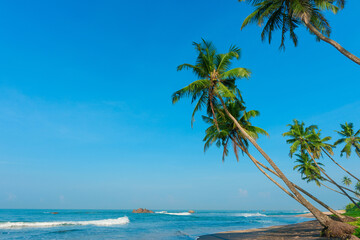 Tropical coconut palm trees on ocean beach with clear blue sky