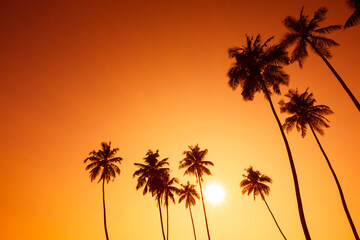 Naklejka na ściany i meble Tropical coconut palm trees on beach at sunset with shining sun