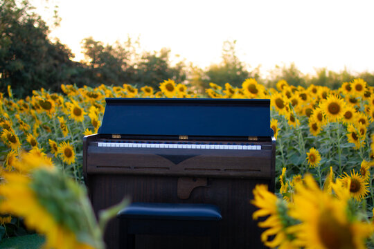 Piano in sunflower field on summer with blue sky
