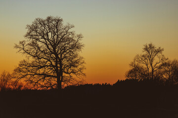 Obraz premium Silhouette of a tree in orange peaceful sunset. Backlit tree at sunset