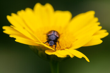Flor 4