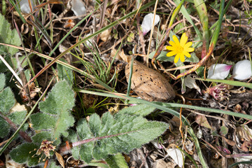 Angle chopped vertically, early spring. Plant growth and flowers emerge from dried or dead leaves and flowers. Dried almond blossoms and almond on the ground, new development or new life.