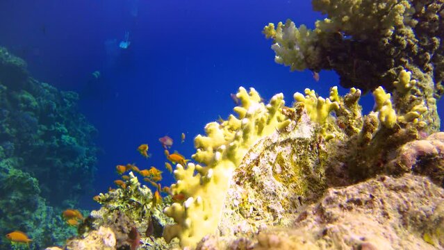 Millepora fire coral and colorful tropical fish on a coral reef in the Red Sea, Egypt