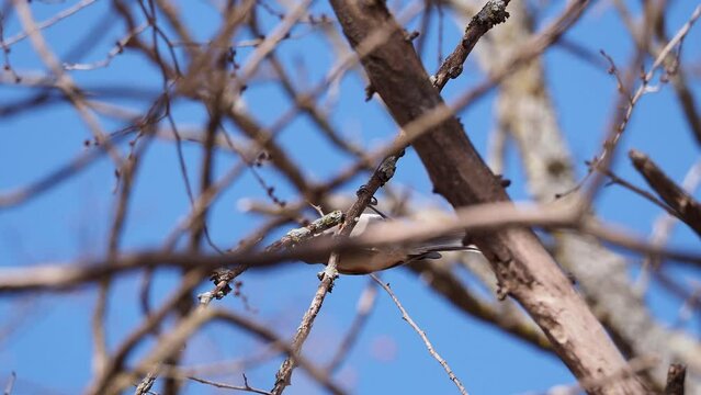 Close up shot of Tufted titmouse eating on a tree