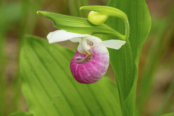 Orchids and Bud