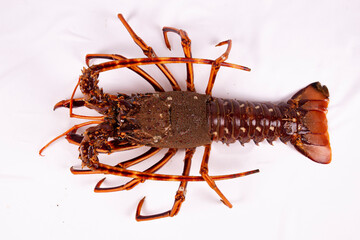 Langosta
