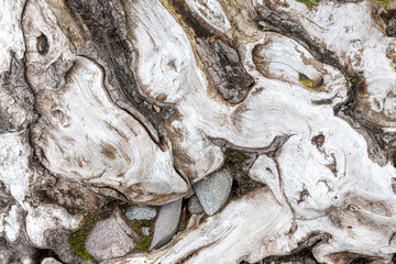 Gnarled tree trunk and root.