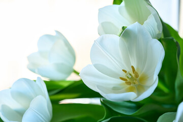 Plakat Fresh white tulips isolated on the white background
