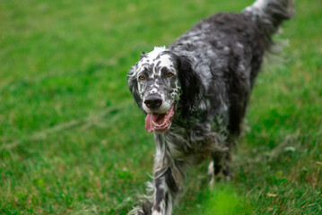 Dog English Setter