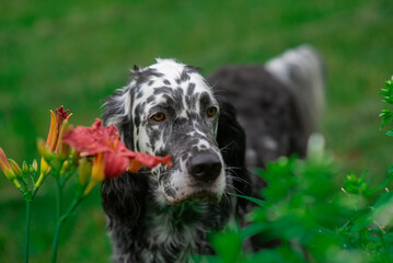 Dog English Setter