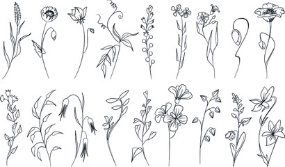 set of hand drawn field and meadow flowers and grass. vector illustration
