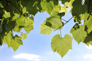green leaves and new unripe grapes against the blue sky. in the shade of a vineyard