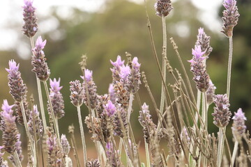 Lavanda