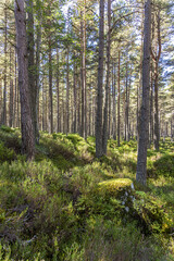 Fototapeta premium A forest of Scots Pine trees in the Abernethy National Nature Reserve near Loch Garten, Highland, Scotland UK.