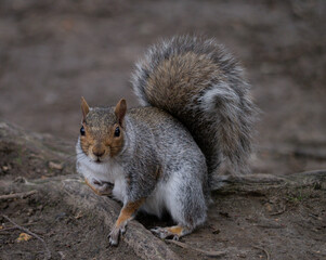 Squirrel in Spring.