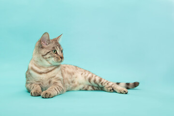 Fototapeta na wymiar Pretty snow bengal cat lying down, looking away on a blue background