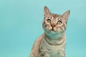 Portrait of a pretty snow bengal cat looking at the camera on a blue background with space for copy