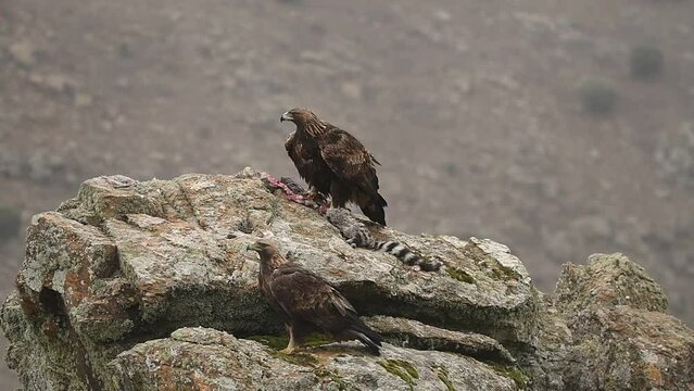 Golden eagle on the mountain. Avila.Spain.