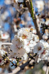 The flowers of an almond tree