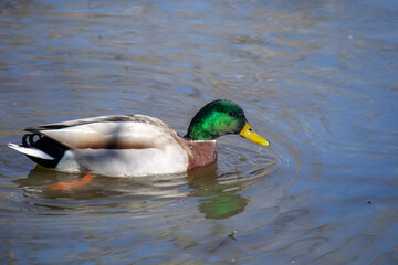 Obraz premium duck on the water