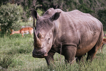 Fototapeta premium Rhino in Africa