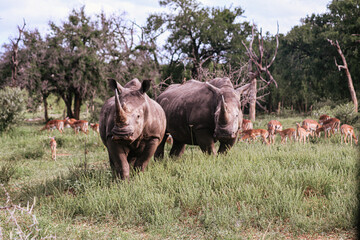 Obraz premium Rhino in Africa