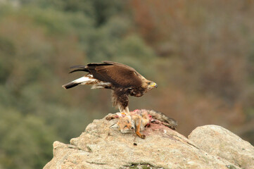 Golden eagle on the mountain. Avila.Spain.