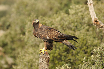 Golden eagle on the mountain. Avila.Spain.