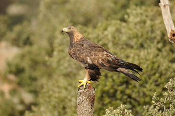 Golden eagle on the mountain. Avila.Spain.