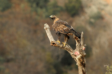 Golden eagle on the mountain. Avila.Spain.