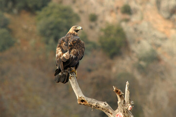 Golden eagle on the mountain. Avila.Spain.