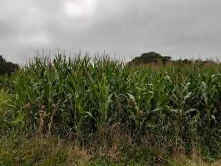 Obraz premium Cultivo de maíz en Galicia